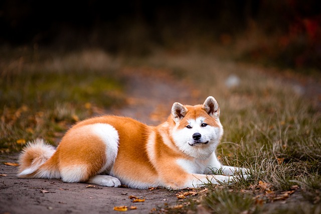 japonskiá akita inu